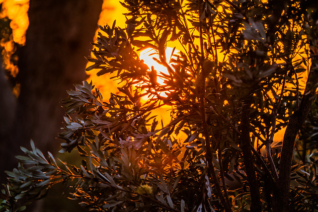 Sunrise light play through the bush