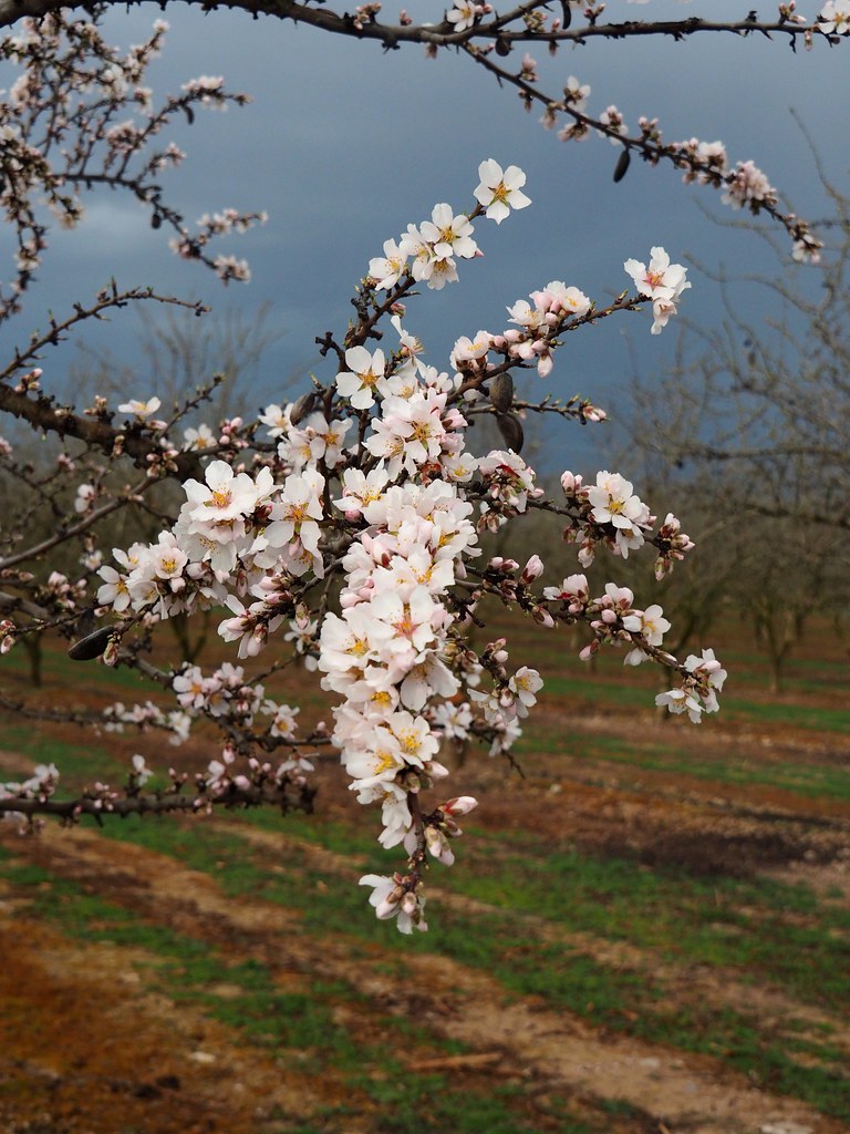 Blooming almond tree over storming sky