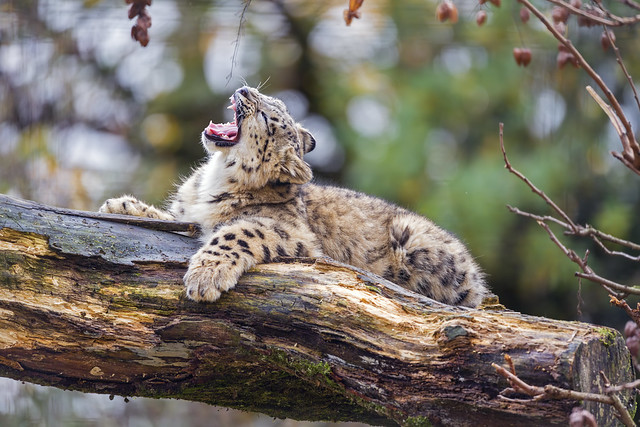 Yawning on the log