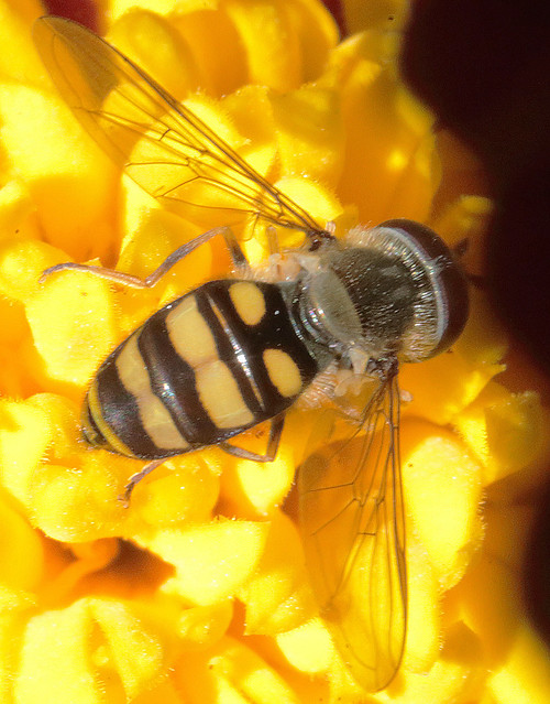 Hoverfly On A Flower