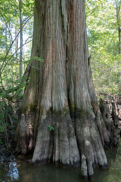 Ancient bald cypress – Taxodium distichum