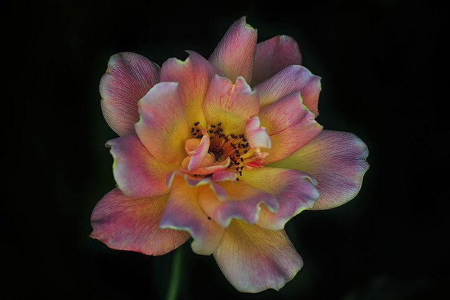 Mature pink rose