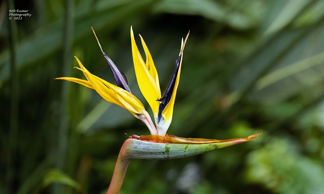 Bird-of-Paradise Flower.