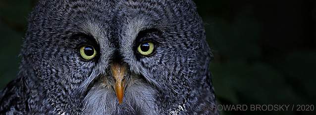 GREAT GREY OWL .....DETAILED PORTRAIT...MY FAVORITE OWL ...IN SOME WAYS SO HUMAN .