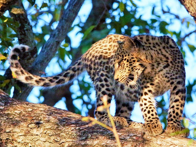 Leopard Cub Up A Tree (Panthera pardus)