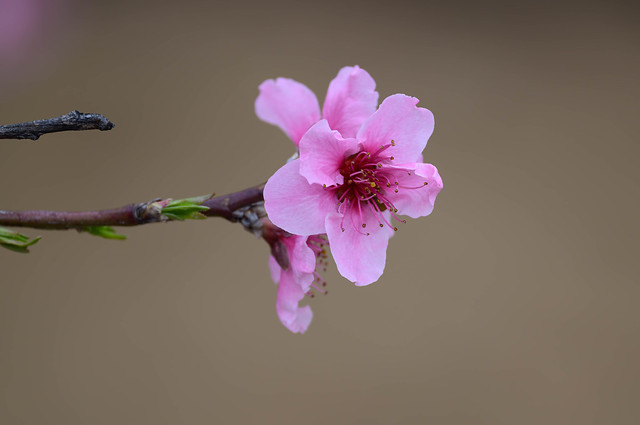 pink blossom from a cherry tree