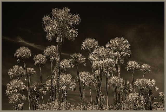 Lake Woodruff IR #12 2023; A Stand of Palms in the Marsh