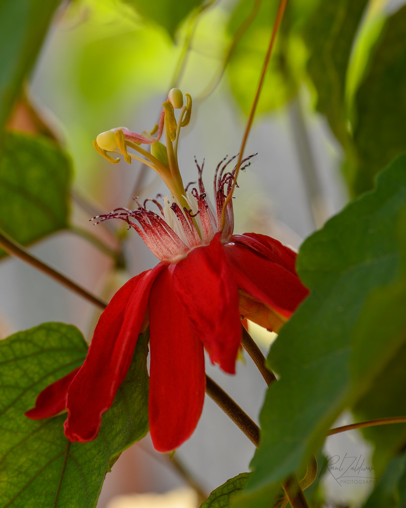 The Passionate Beauty of Passiflora Coccinea