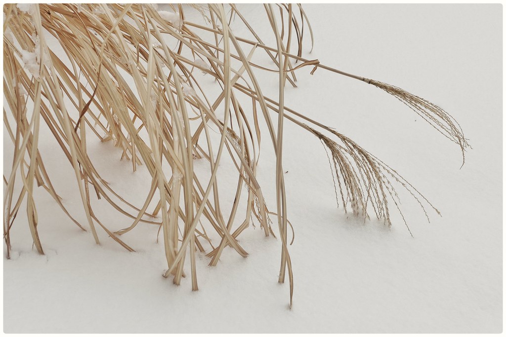 Ornamental Grass In Snow