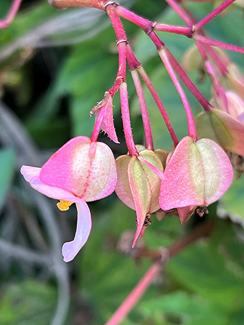 Pink Begonia sepals, not petals,  glowing in the morning sun