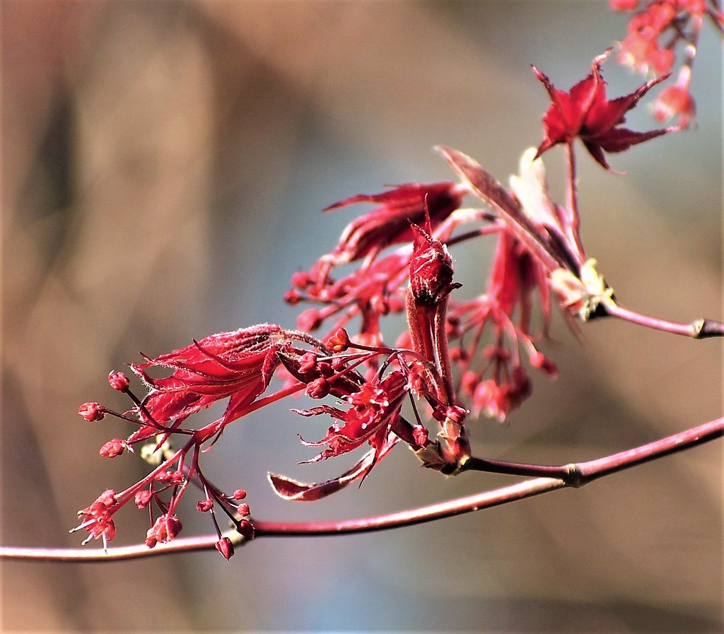 New Leaves & Flowers On Our Japanese Maple, 3-7-23