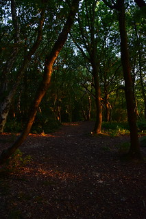 22CAN068 Evening sun in woods on Shoal Hill