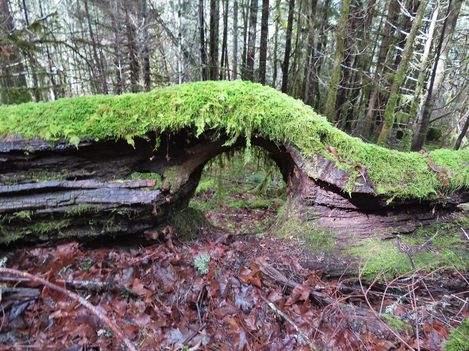 Moss covered tree hole
