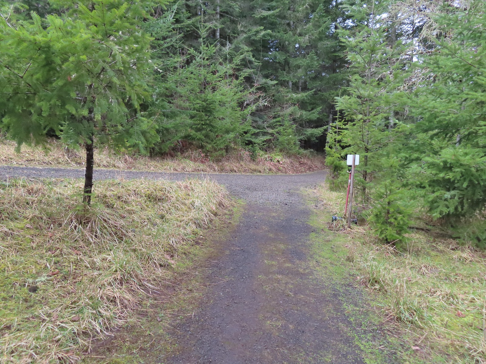 Upper Forest Trail junction with High Road