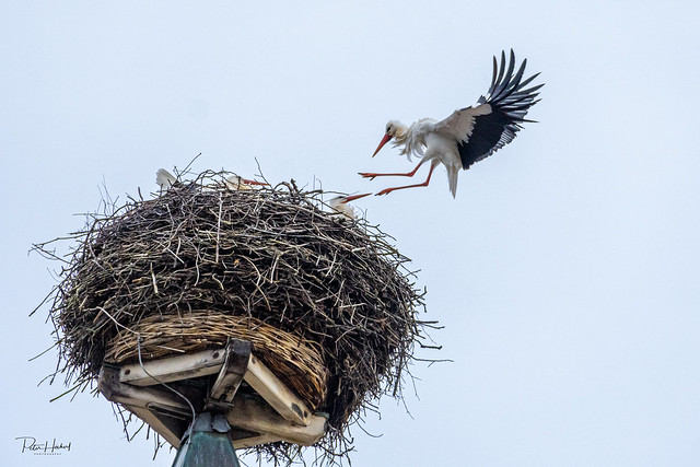 fight for the stork's nest