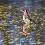 Goldfinch and reflection