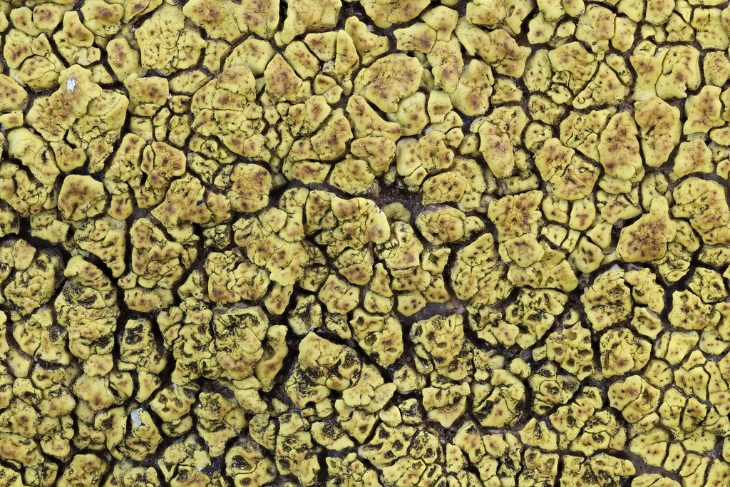A close-up of a golden lichen covering a rock face on the Latigo Trail in McDowell Sonoran Preserve in Scottsdale, Arizona on February 20, 2002. Originals: _ZFC9814.NEF to _ZFC9841.NEF