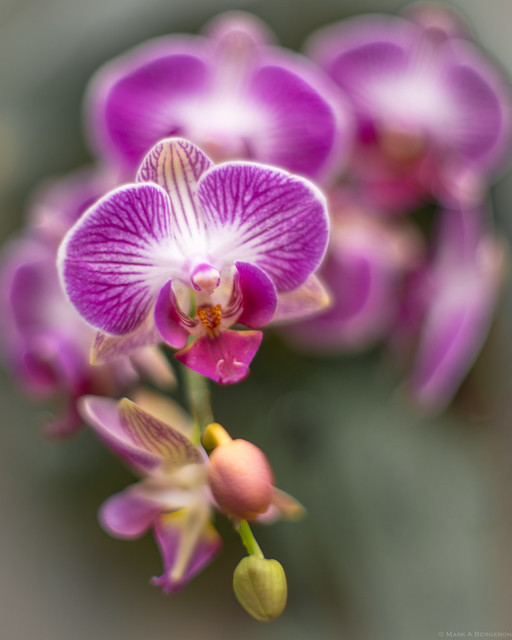 Orchid In-Bloom