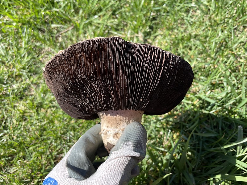 Huge mushroom grown in the backyard