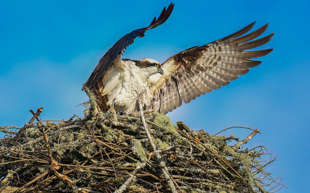 Osprey departing the nest.