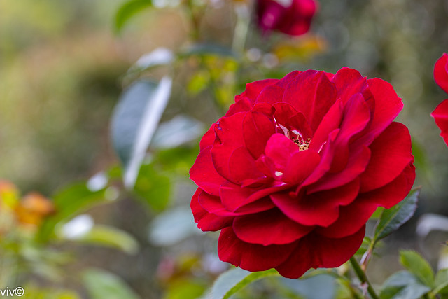 On a sunny autumn evening, a beautiful Kordes Bordeaux Floribunda Rose in full bloom at our garden