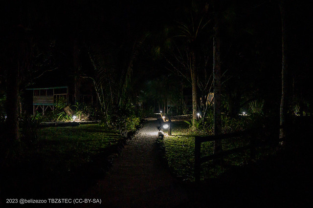 2023-03-05 TEC-1981 paths among TEC's Forest Cabanas at night