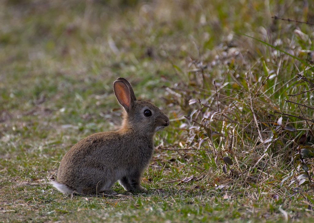 Wild Rabbit - Dover | MCorentin | Flickr