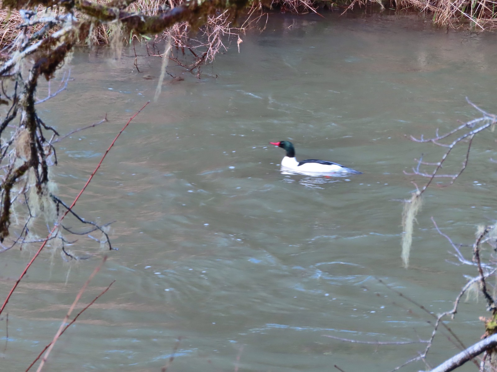 Male common merganser floating Marys River