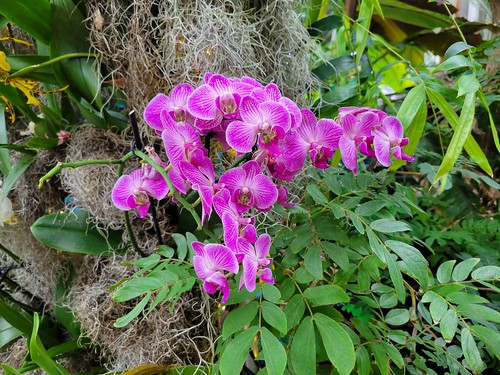 Allure, an orchid exhibition