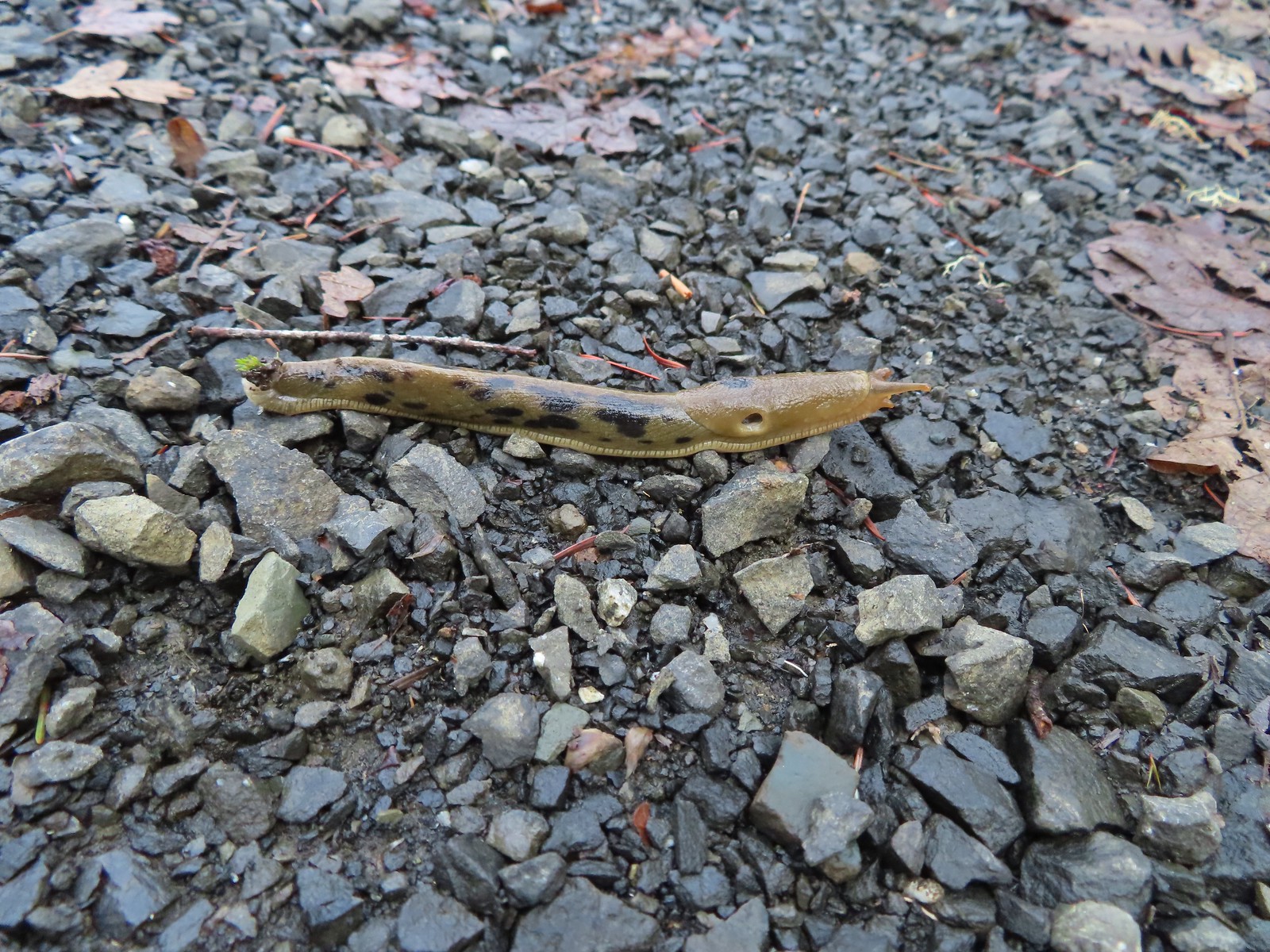 Slug on the Fitton Green North-South Trail