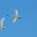 Trumpeter Swan migrating