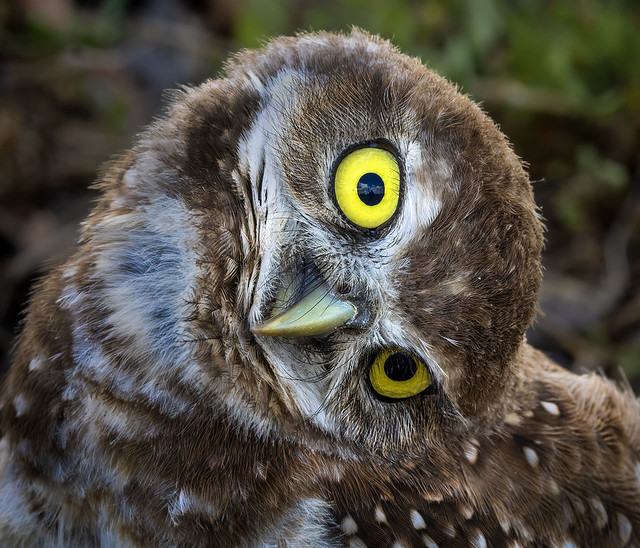 Curious Burrowing Owl, Broward, Florida