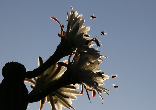 Cereus flowers