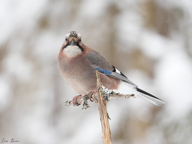 Eurasian Jay (Garrulus glandarius)