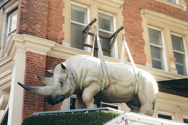 Knightsbridge rhino