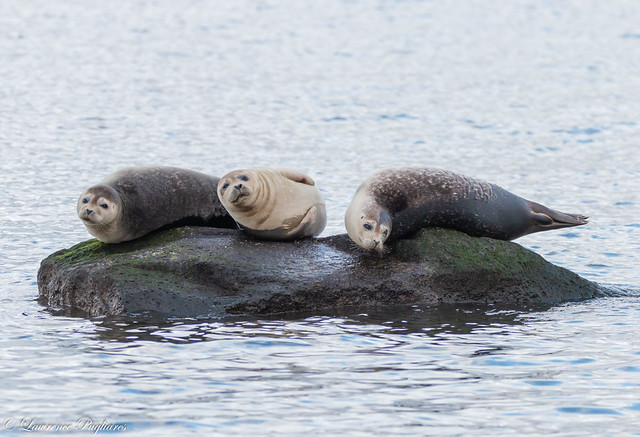Harbor seals - Mt. Loretto Unique Area, Staten Island, New York