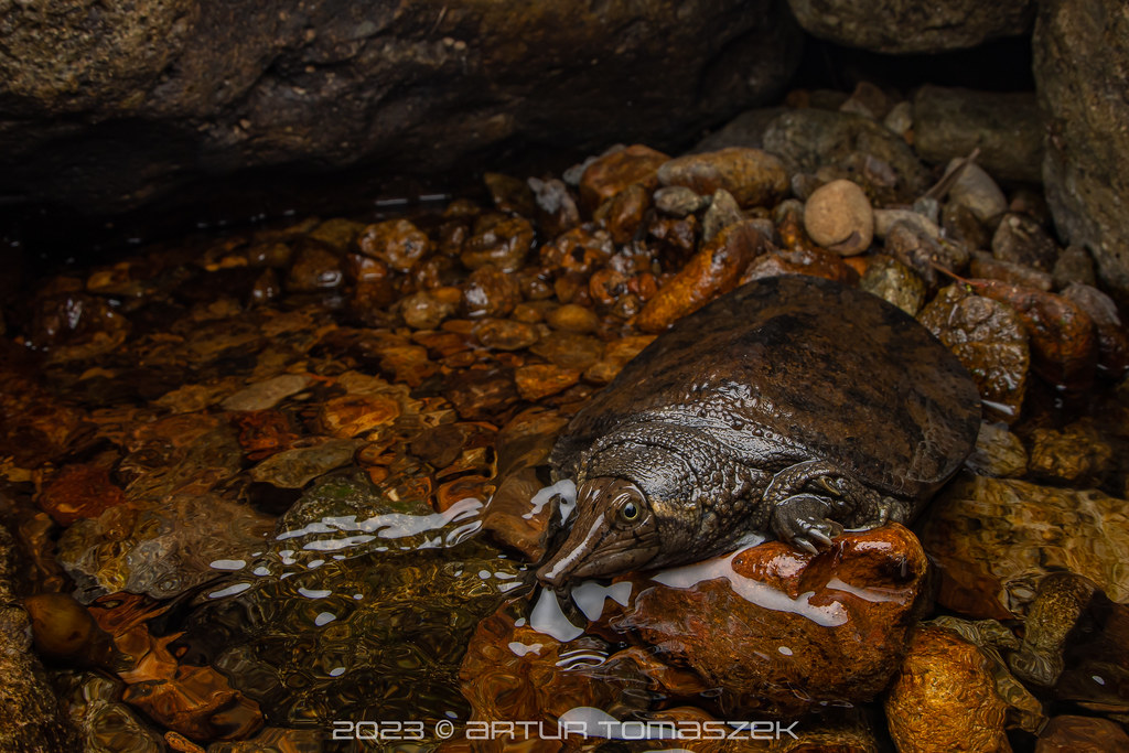 Palea steindachneri | Inglourious Reptiles | Flickr