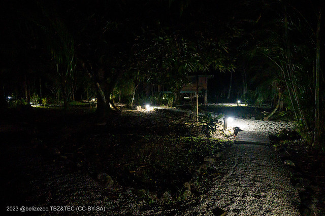 2023-03-05 TEC-1984 Gravel paths among TEC's Forest Cabanas at night