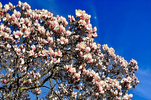 Spring is in the air - magic Magnolia