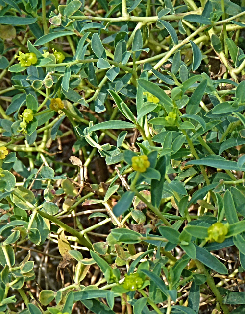 Euphorbia spinosa 52742307998_7fbeb91475_o