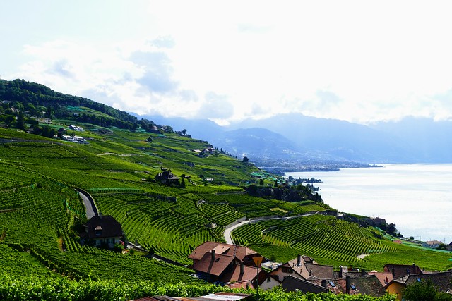03.11.23. Vignobles de Lavaux (Suisse)