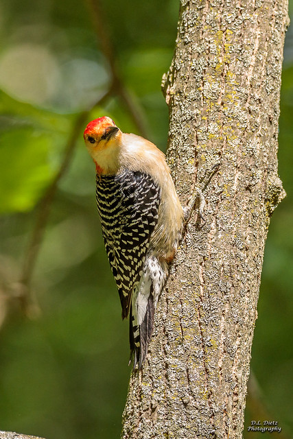 Red-Breasted Woodpecker #6 - 2020-06-13