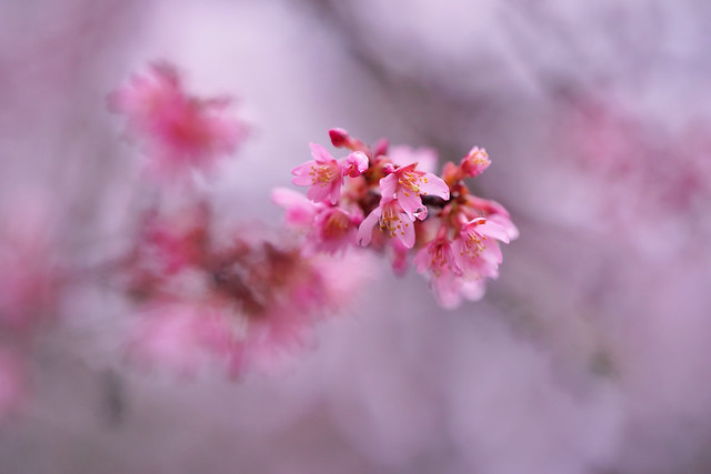 pink blossoms