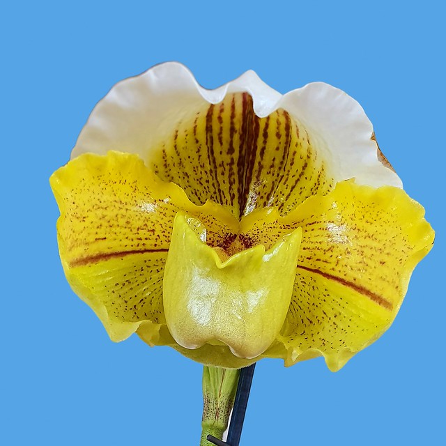 Orkidea Paphiopedilum Lippe Wonder - Lippewunder