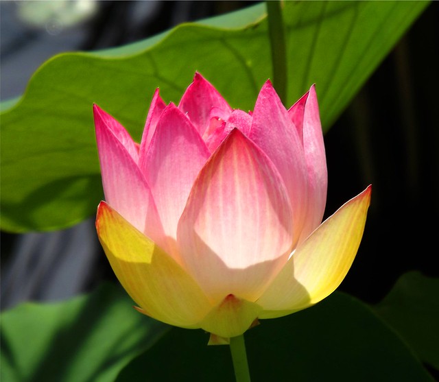 Beautiful Pink Lotus