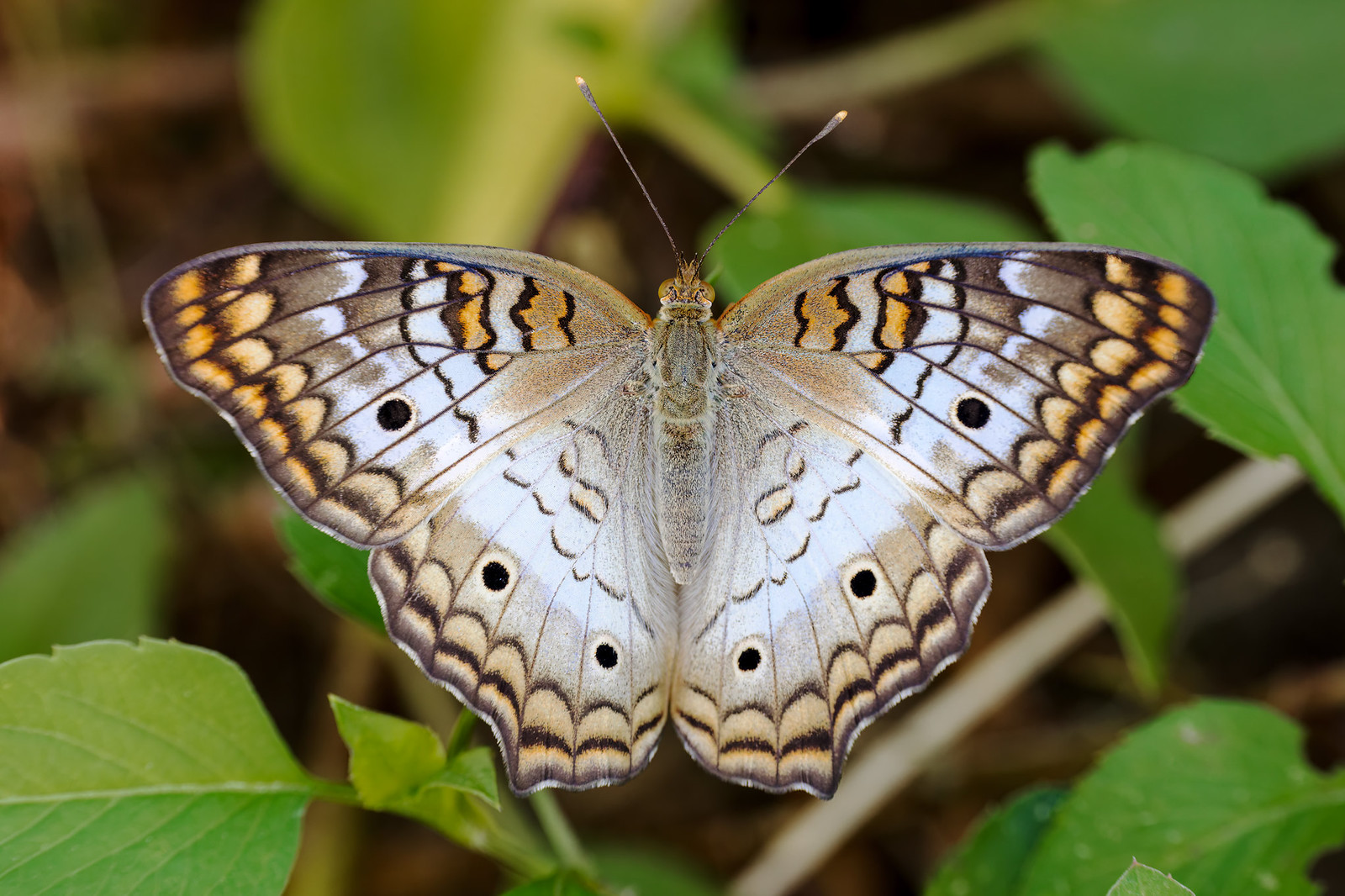Anartia jatrophae | White peacock