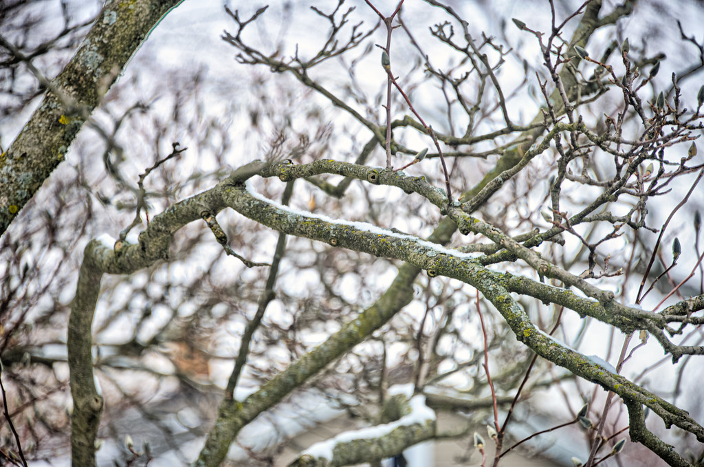 Snow on branches of magnolia tree