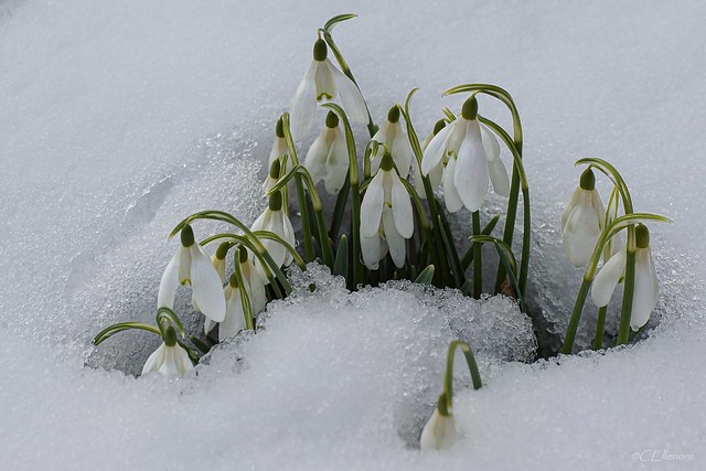 Schneeglöckchen / snowdrops -12.März 2023, 12 Uhr