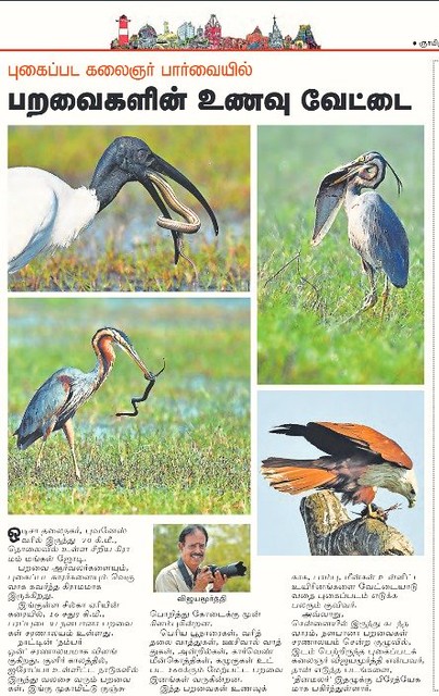 Dinamalar, a leading Indian National Thamizh Daily today (12.03.2023) has published in its Chennai pages some of my images captured at Mangalajodi, Odisha  with a write up under the topic 