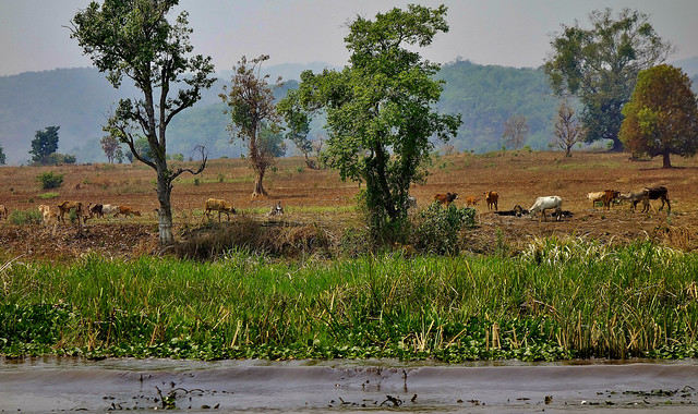MYANMAR, Burma - rund um den  Inle-See, ländliches Leben, 21465